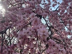 -桃花堤公园