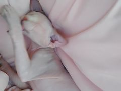 -北京恒爱动物医院(清景园分院)