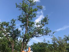 -牛背梁国家森林公园