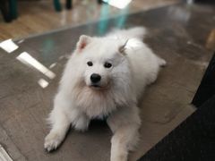 -百好乐宠物友好餐厅(朝外大街店)