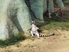 -杭州野生动物世界