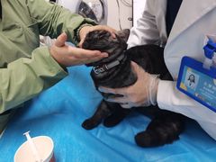 -达爱动物医院·犬猫分区·CT·复杂眼科(远洋山水分院)