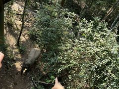 -野象谷景区