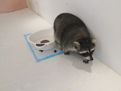 -浣熊柯尔鸭土拨鼠·电玩咖