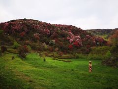 -贵州百里杜鹃风景名胜区