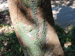 -梧桐山风景名胜区