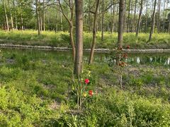 -合肥滨湖国家森林公园