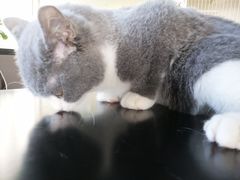 -东方名猫馆·英短金渐层布偶猫舍(环线广场1号楼店)