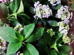 -金科花卉市场