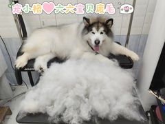 -宠小格时尚宠物生活馆(唐镇店)