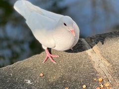 -西园寺