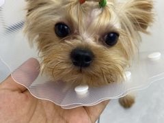 -达爱动物医院·犬猫分区·CT·复杂眼科(远洋山水分院)