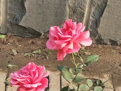 -元大都城垣遗址公园