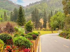 -深圳仙湖植物园