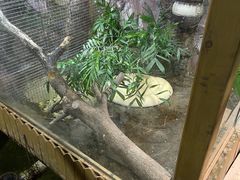 -上海大自然野生昆虫馆(东方明珠·爬宠昆虫探索中心)