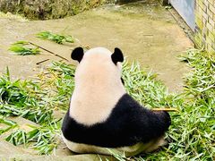 -都江堰中华大熊猫苑