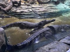 -正佳雨林生态植物园