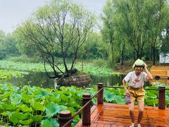 -微山湖红荷湿地景区