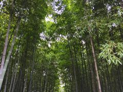 -树山生态村