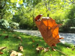 -大渡口区义渡公园