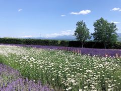 -富田农场