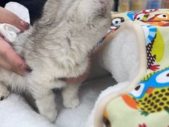 -贝康宠物医院·犬猫全科·小动物特色诊疗中心(东环路店)