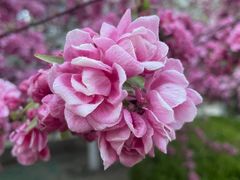 -海棠花溪(元大都城垣遗址公园)