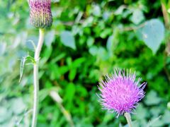 -武陵山森林公园