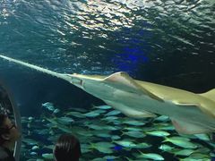 -瑞普利水族馆
