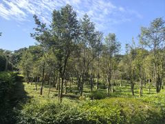 -大屏嶂森林公园