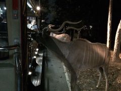 -清迈夜间动物园