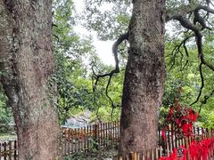 -石台牯牛降景区