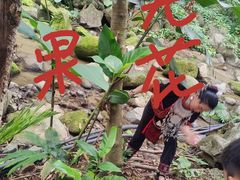 -七仙岭君澜度假酒店
