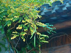 -老门东历史文化街区