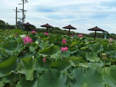 -嘉北郊野公园