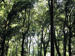 -西湖风景区十里琅珰-五云山
