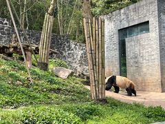 -都江堰中华大熊猫苑