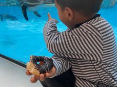 -帝企鹅自助餐厅•儿童岛•真企鹅(长隆企鹅酒店)