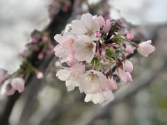 -镖师红糖馒头(宝龙店)