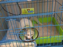 -菲丽丝宠物医院·24小时·猫科中心·免疫点(淮海分院)