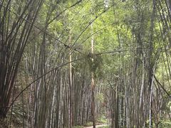 -黄埔油麻山森林公园