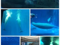 -海合安成都极地海洋公园