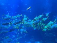 -太平洋海底世界