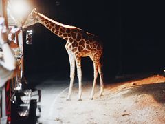 -清迈夜间动物园