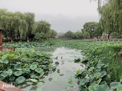 -荷花公园