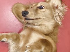 -和它·交个朋友·狗咖猫咖(爱琴海店)
