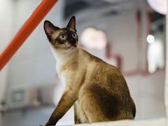 -猫友咖啡店(玉林西路店)