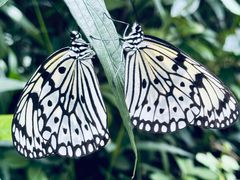 -西双版纳原始森林公园