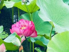 -荷塘月色湿地公园·向阳花洲