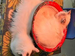 -平行世界·猫咖(首经贸店)